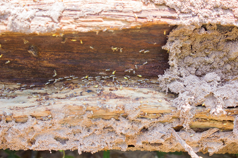 Closeup of wood infested with termites causing damage