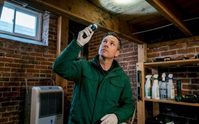 What Is Mold Inspection? A Homeowner’s Practical Guide