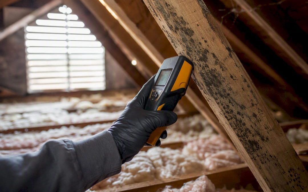 Gloved hand inspecting mold in attic