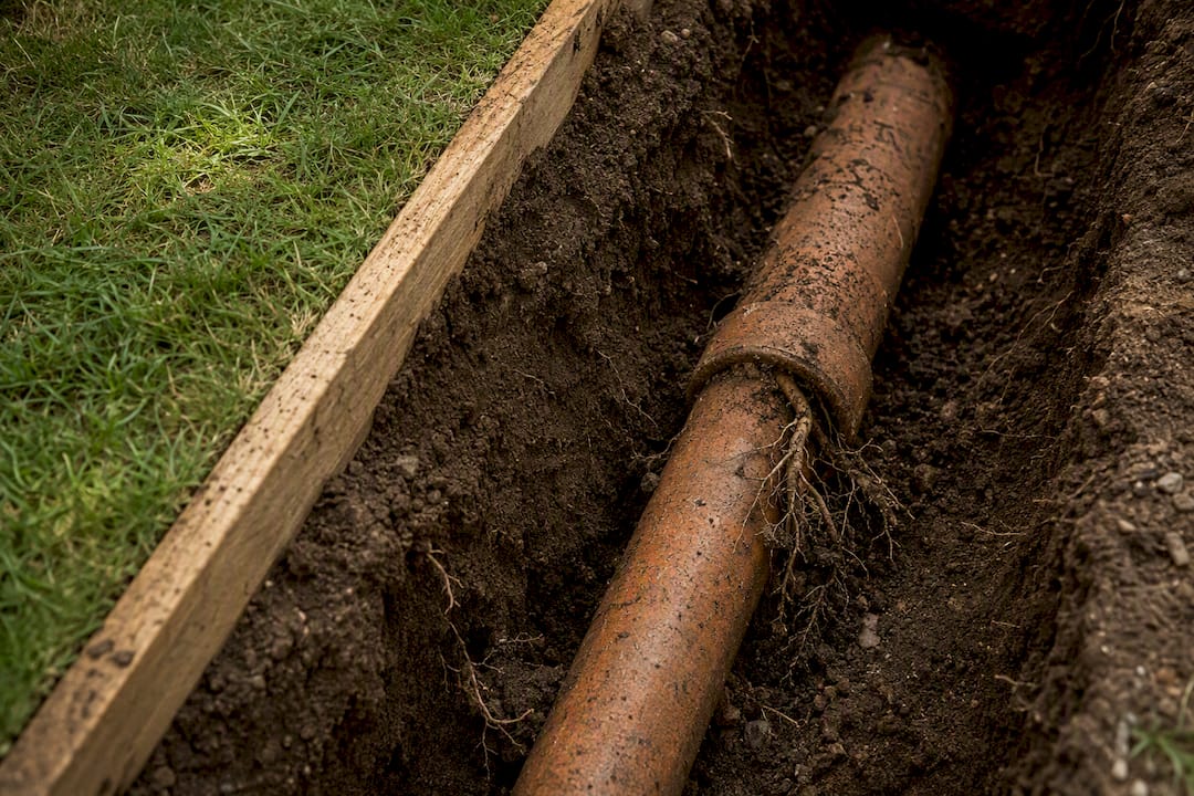 Tree roots entering an aged clay sewer pipe