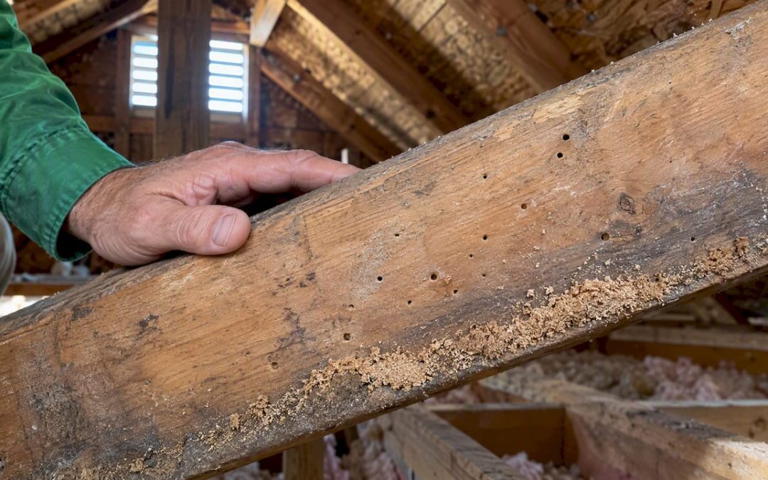 Powderpost beetle holes and frass in wood
